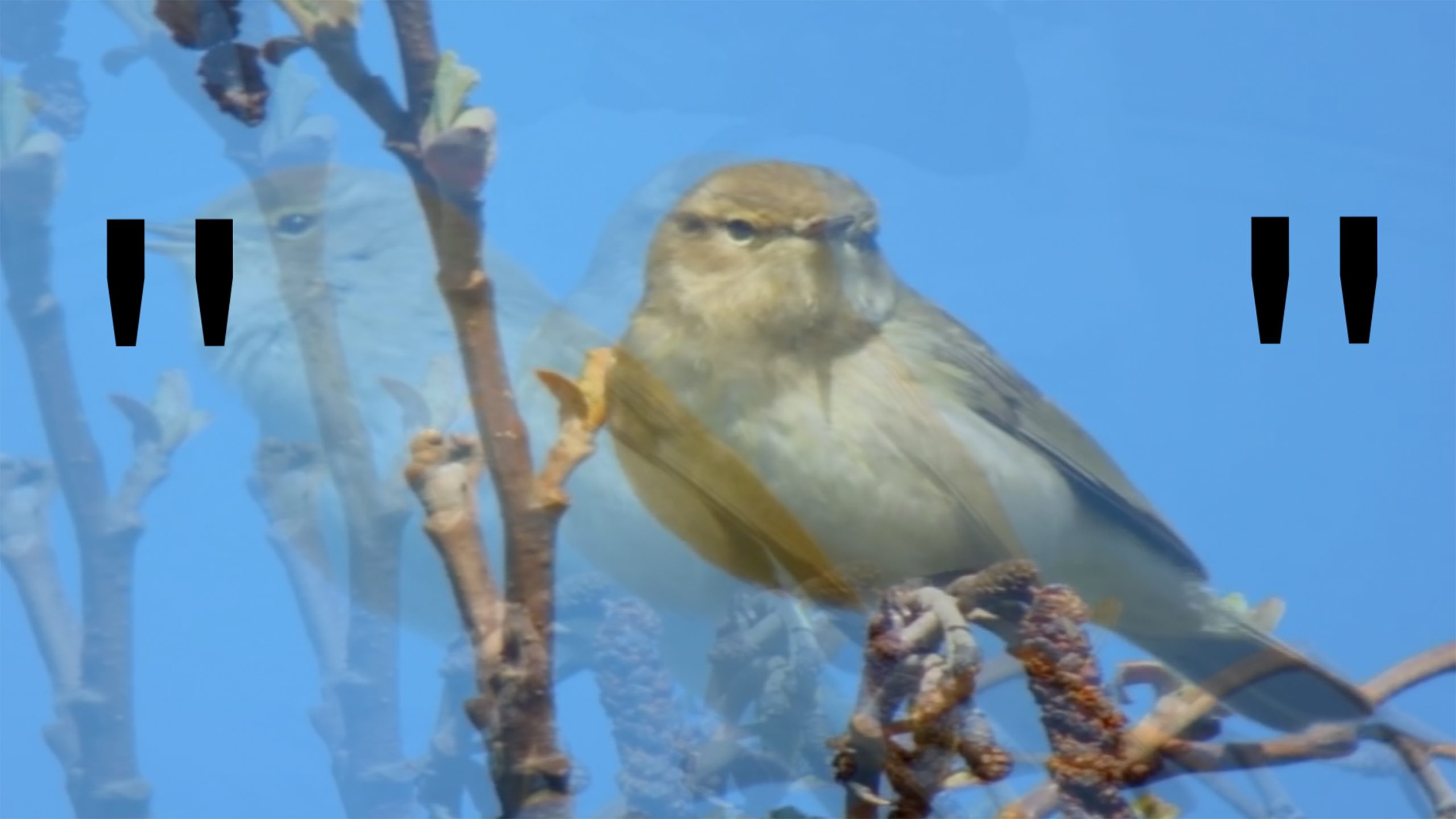 Image: Slow Zoom Long Pause (video still), 2015